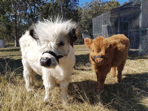 Our Little Steel Your Heart is an absolutely stunning bull calf out of Cutie Pie. . Mini highland cow for sale texas